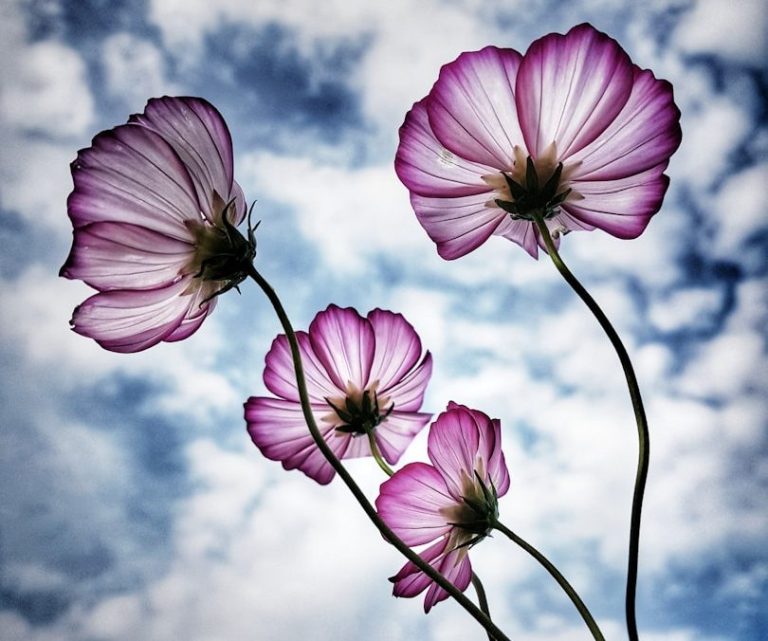 Rosa Blumen vor blauem Himmel als Symbol für Ruhe und Achtsamkeit bei Reiki in Merching