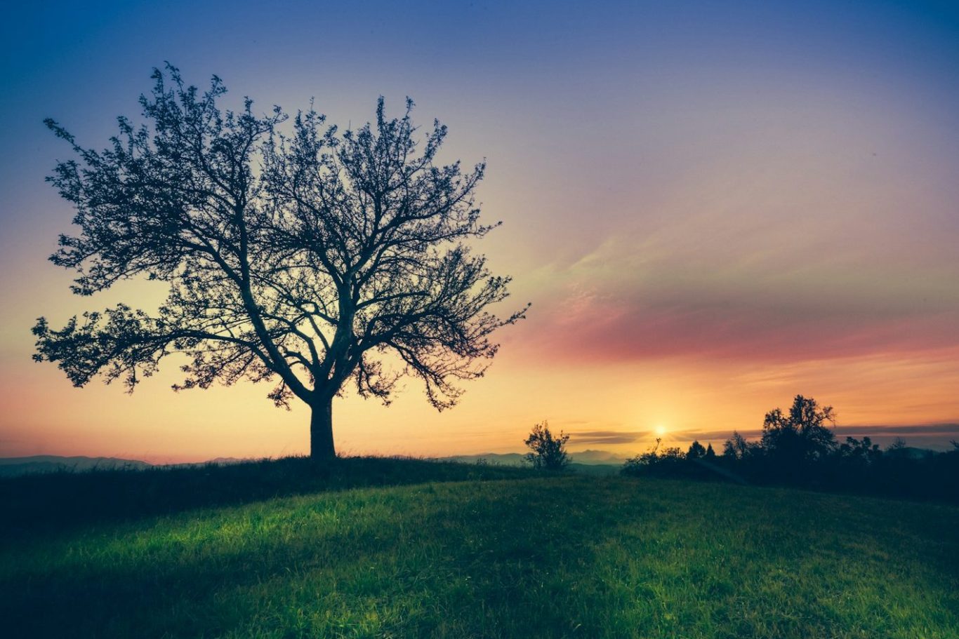 Einsamer Baum bei Sonnenuntergang auf einer Wiese, Sinnbild für innere Ruhe und Reiki-Energiearbeit